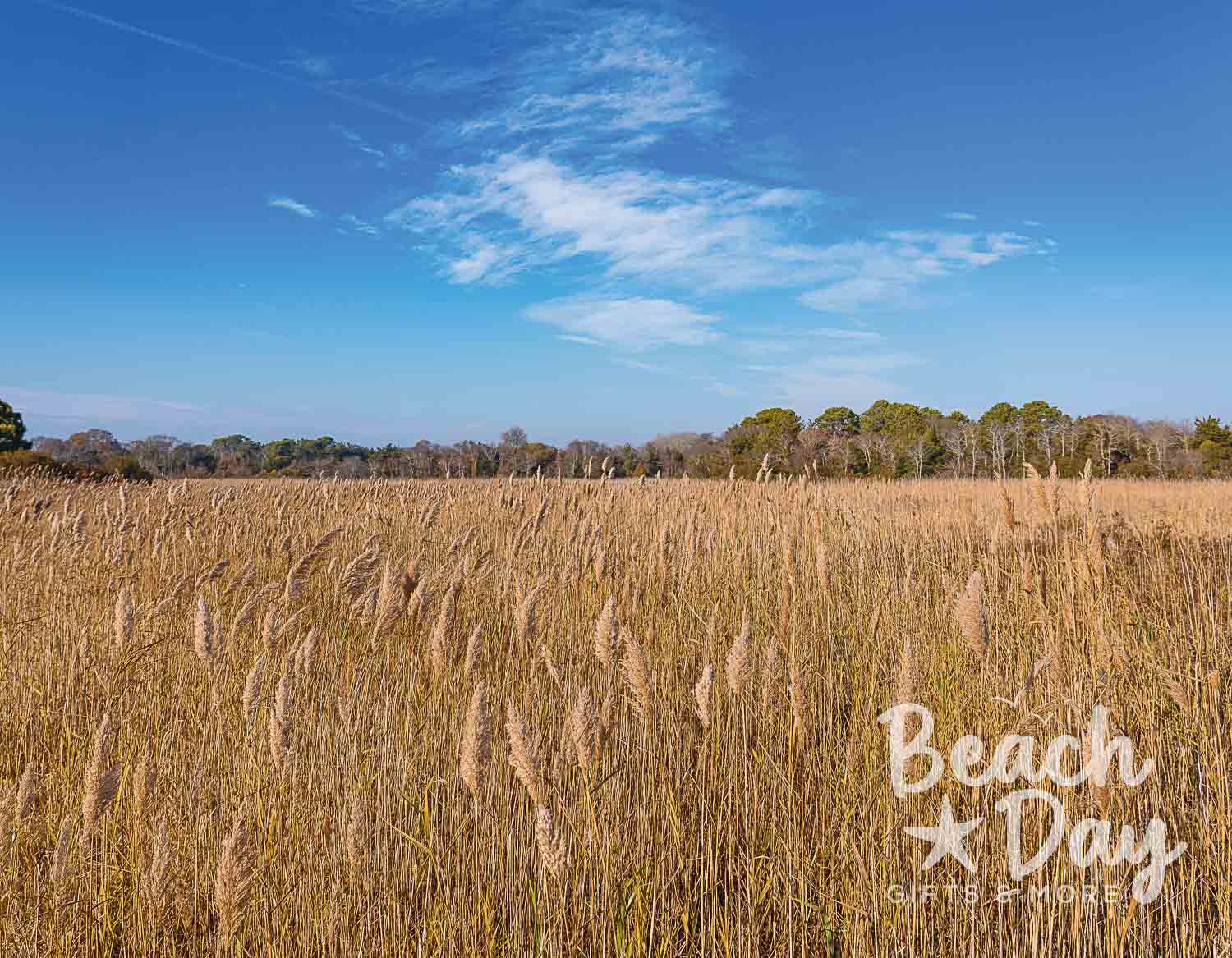 2027 calendar cover: Golden coastal marsh grasses beneath a blue sky in Cape May, New Jersey