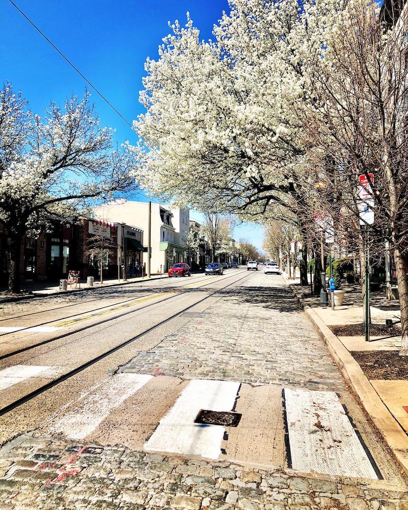 Germantown Ave, Chestnut Hill, in bloom, 3/29/2020.