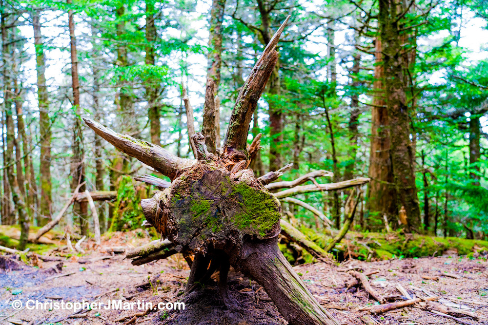 Balsam Trail, Mount Mitchell