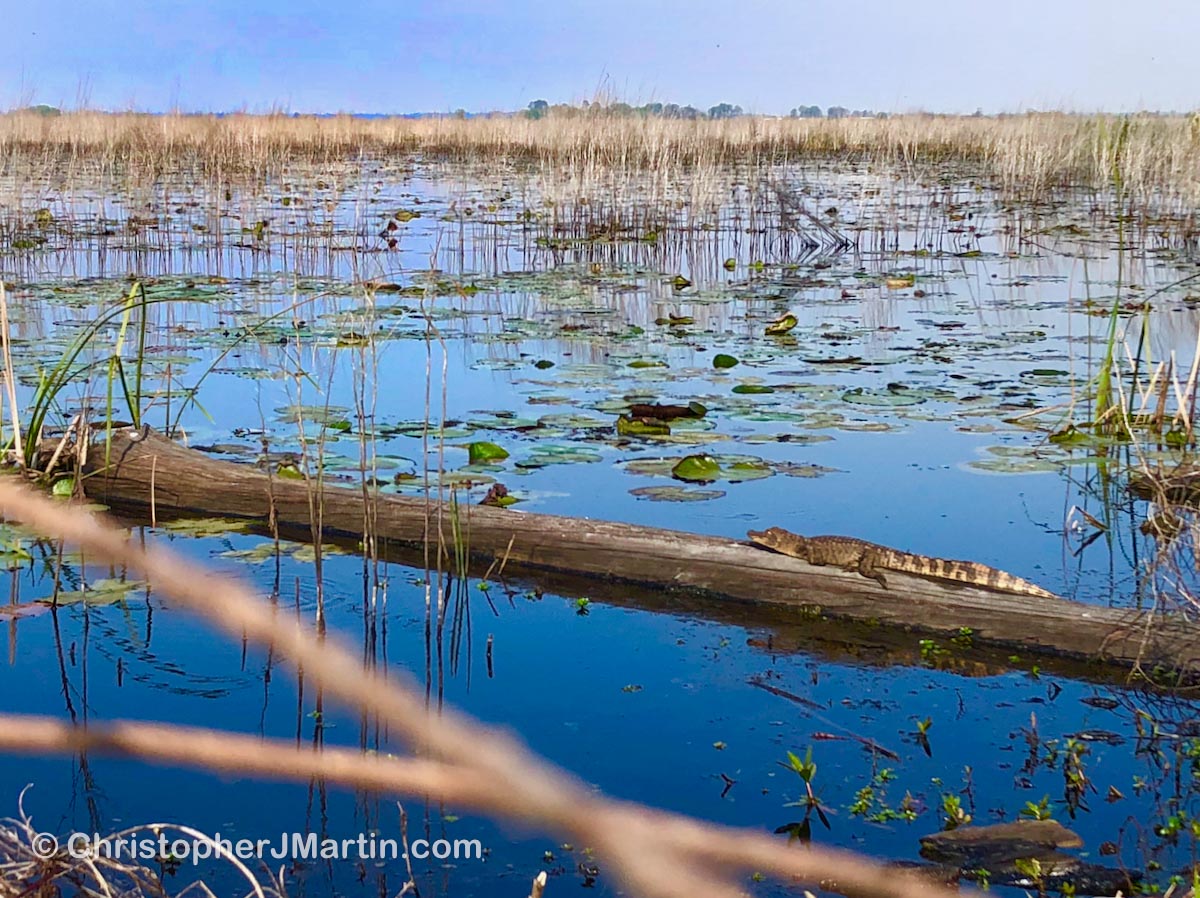 Savannah National Wildlife Alligator